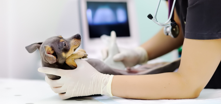 Hundekrankenversicherung