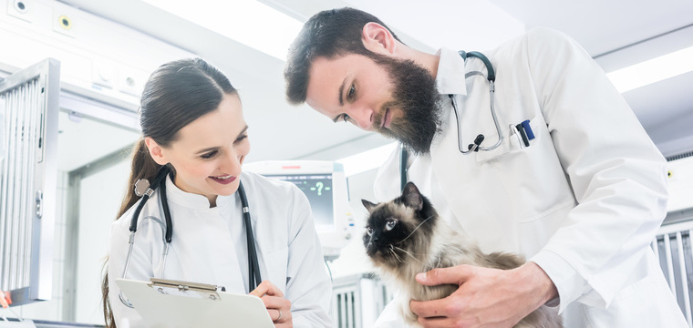 Tiermedizin-Studium