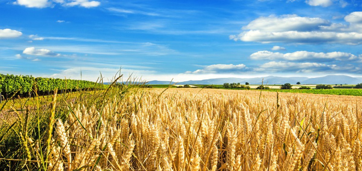Landwirtschaft studieren